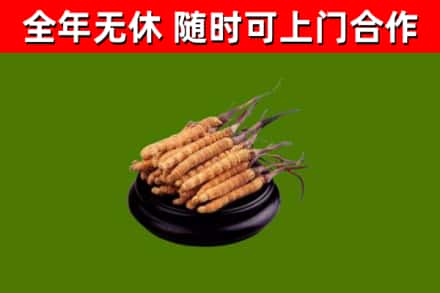 鄯善县回收冬虫夏草